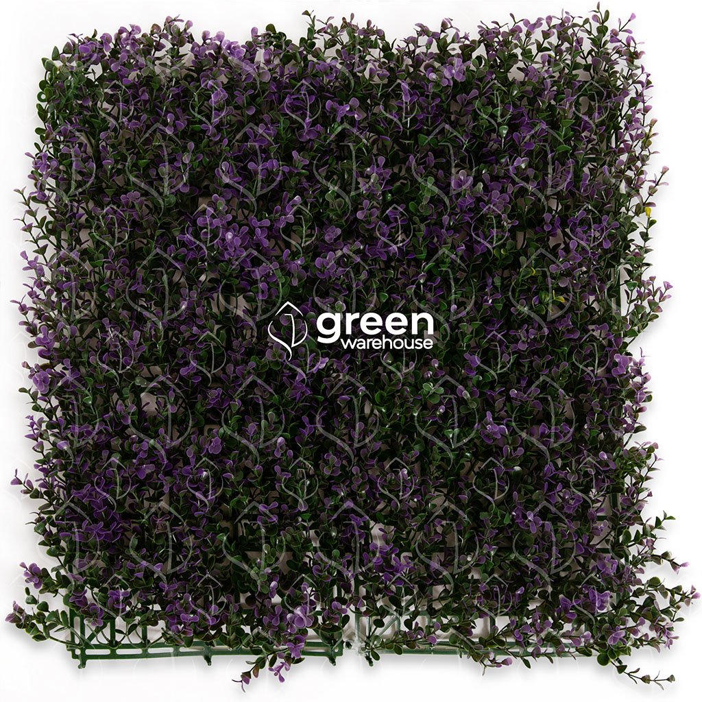 The lavender myrtle foliage for a green wall has small green leaves with purple tips that will brighten up any space.